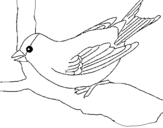 Dibujo de Gorrión en una rama para colorear