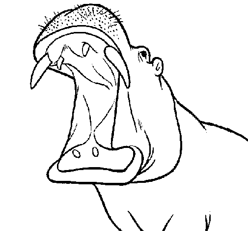 Dibujo de Hipopótamo con la boca abierta para Colorear