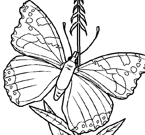 Dibujo de Mariposa 5a para Colorear