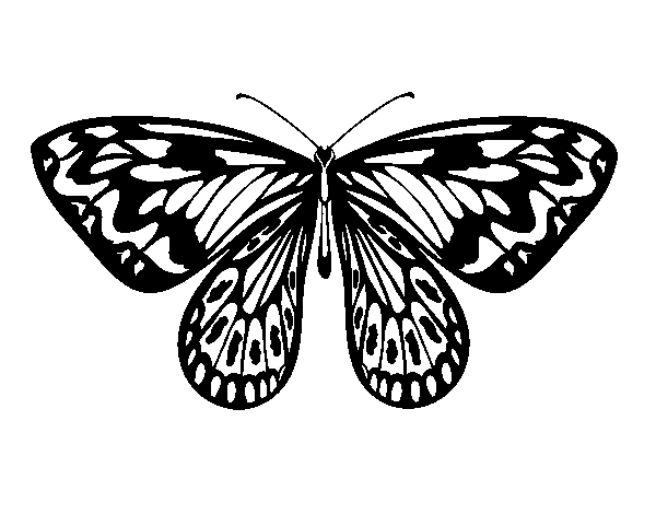 Dibujo de Mariposa alexandra para Colorear