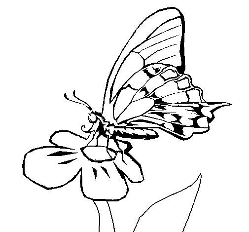 Dibujo de Mariposa en flor para Colorear