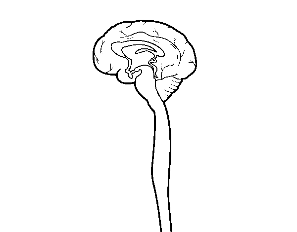 Dibujo de Médula espinal para Colorear