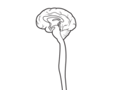 Dibujo de Médula espinal para colorear
