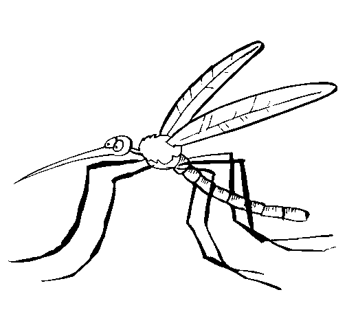 Dibujo de Mosquito 2 para Colorear