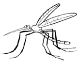 Dibujo de Mosquito 2 para colorear