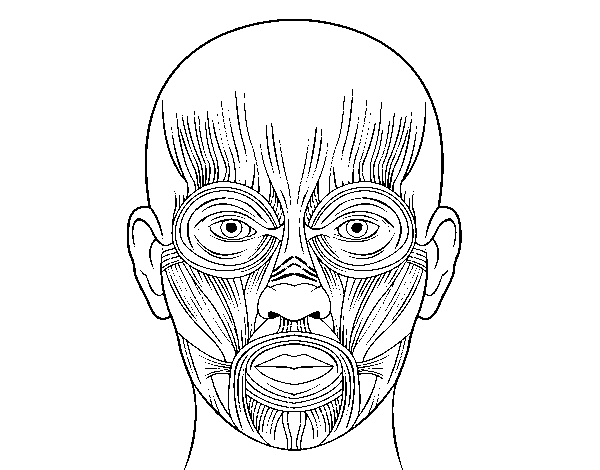 Dibujo de Músculos de la cara para Colorear