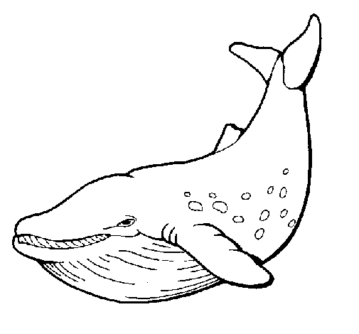 Dibujo de Orca para Colorear