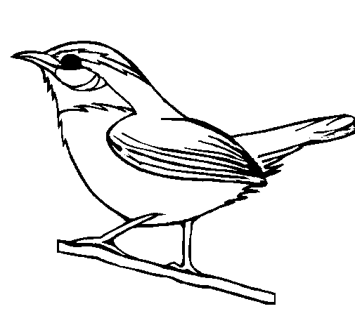 Dibujo de Pájaro silvestre para Colorear