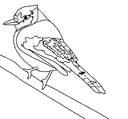 Dibujo de Pájaro tropical para Colorear