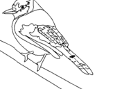 Dibujo de Pájaro tropical