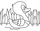 Dibujo de Patito de río