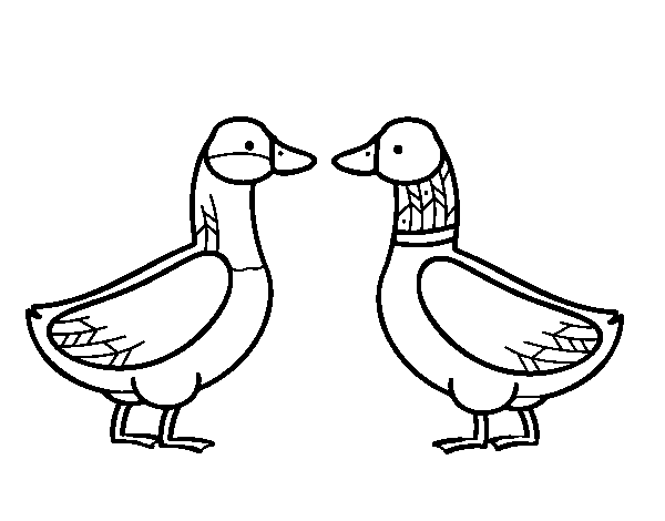 Dibujo de Pato hembra y pato macho para Colorear