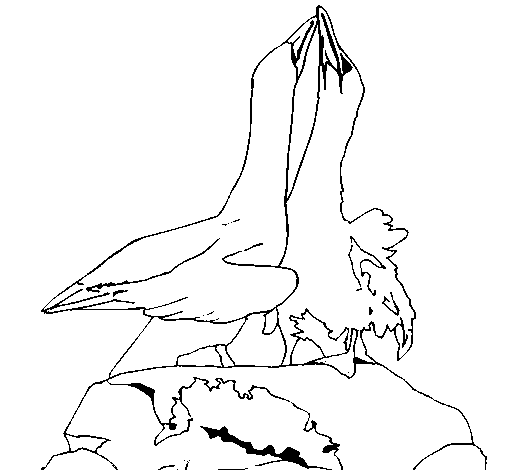 Dibujo de Patos en una roca para Colorear