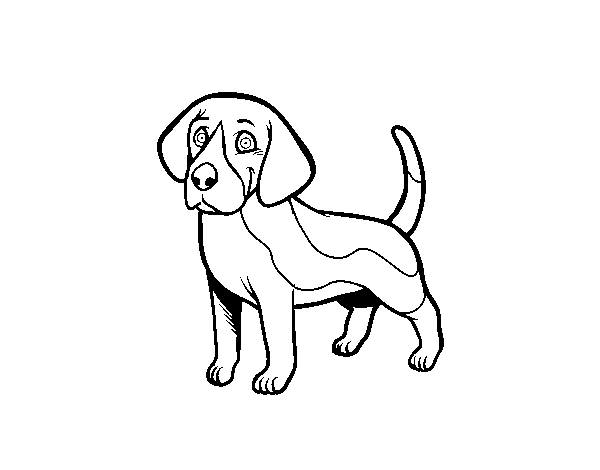 Dibujo de Perro Beagle para Colorear