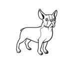 Dibujo de Perro bulldog francés para colorear