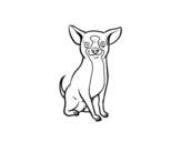 Dibujo de Perro chihuahua para colorear