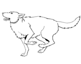 Dibujo de Perro corriendo para colorear