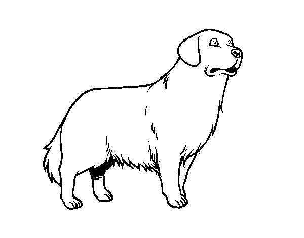 Dibujo de Perro Golden retriever para Colorear