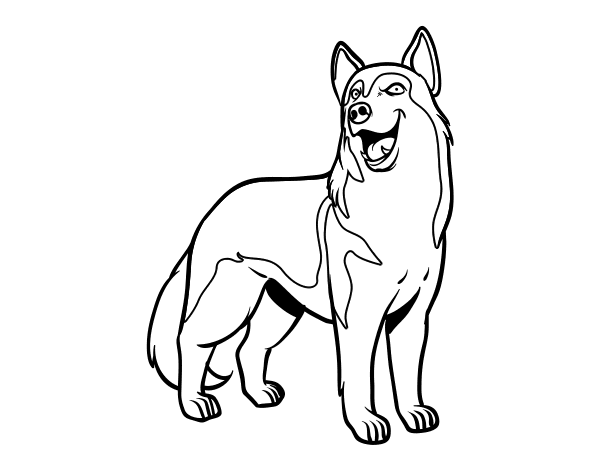 Dibujo de Perro lobo para Colorear 