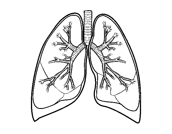 Dibujo de Pulmones y bronquios para Colorear