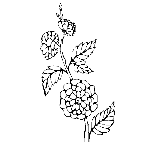 Dibujo de Rama con flores para Colorear