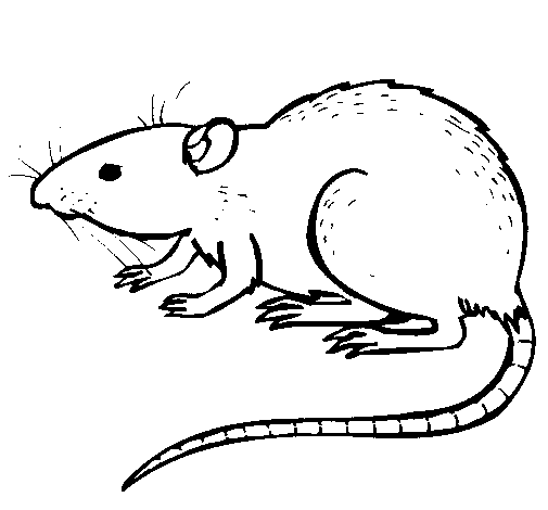 Dibujo de Rata subterráena para Colorear