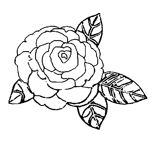 Dibujo de Rosa 2 para Colorear