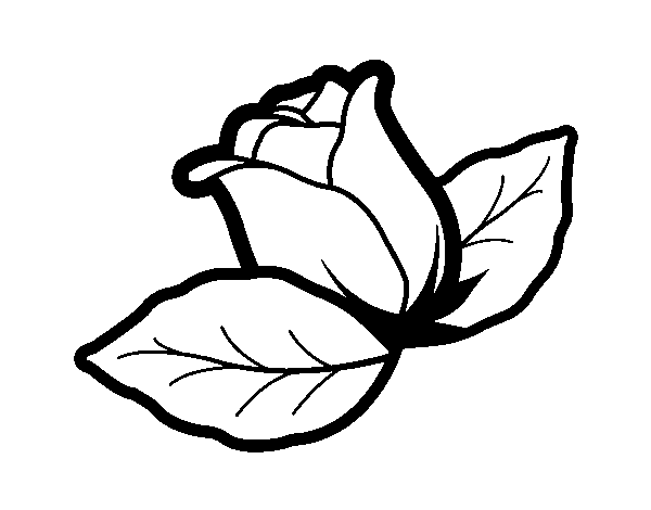 Dibujo de Rosa con hojas para Colorear 