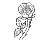 Dibujo de Rosa silvestre para colorear