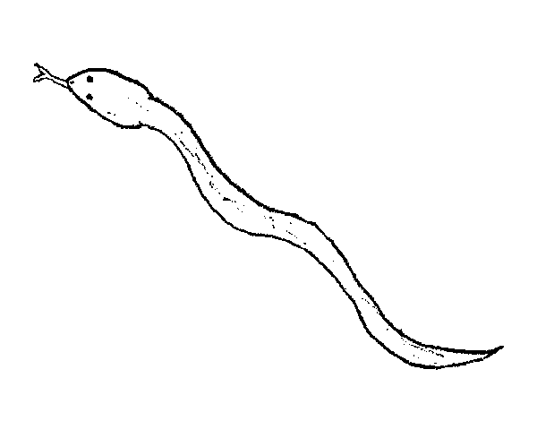 Dibujo de Serpiente venenosa para Colorear