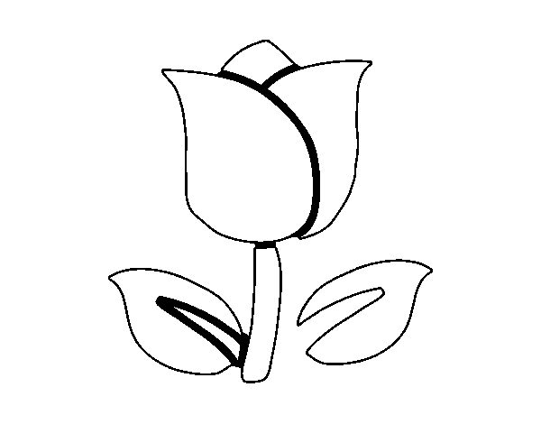 Dibujo de Tulipán para Colorear 