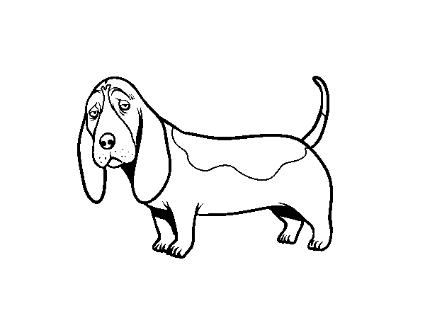 Dibujo de Un Basset hound para Colorear