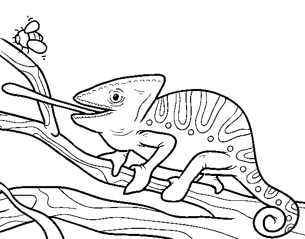 Dibujo de Un camaleón con la lengua fuera para Colorear