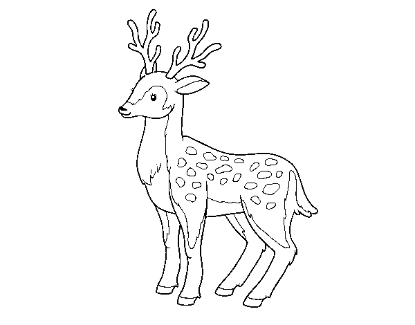 Dibujo de Un ciervo joven para Colorear