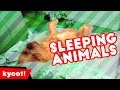 Animales dormidos y graciosos