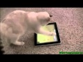 Animales jugando con la tablet