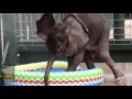 Bebé elefante juega con una piscina por primera vez