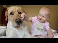 Bebés riéndose con perros