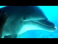 Como comunicarse con un delfín