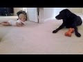 El bebé gatea al ver a su perro