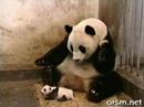 El estornudo del bebé panda