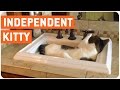El gato más independiente del mundo