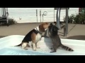 El mapache le lava los dientes al perro
