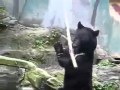 El oso karateka