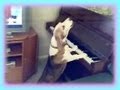 El perro pianista