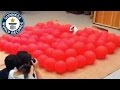 El perro récord guiness en petar globos