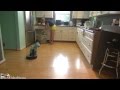 Este gato disfrazado de tiburón limpia la cocina