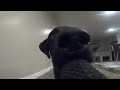 Esto es lo que pasa cuando el perro te roba la GoPro