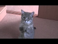 Gatito pidiendo comida con gestos