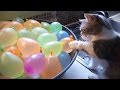 Gatitos contra globos